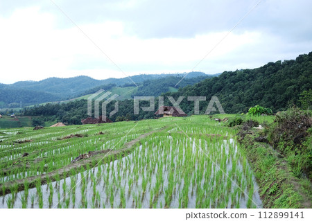 Landscape on terraced newly planted paddy rice fields on mountain with foggy in the countryside, Chiangmai Province of Thailand. Travel in greenery tropical rainy season concept Landscape on terraced newly planted paddy rice fields on mountain with foggy in the countryside, Chiangmai Province of Thailand. Travel in greenery tropical rainy season concept 112899141