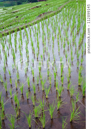 Landscape on terraced newly planted paddy rice fields on mountain with foggy in the countryside, Chiangmai Province of Thailand. Travel in greenery tropical rainy season concept 112899145