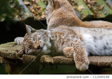 Beautiful eurasian lynx sleeping in the cage of zoo 112899189