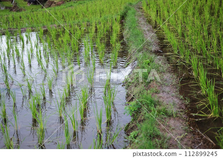 Landscape on terraced Paddy rice fields on mountain with foggy in the countryside, Chiangmai Province of Thailand. Travel in greenery tropical rainy season concept Landscape on terraced Paddy rice fields on mountain with foggy in the countryside, Chiangmai Province of Thailand. Travel in greenery tropical rainy season concept 112899245