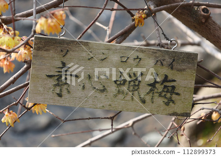 兼六園梅林的梅花與銘牌 112899373