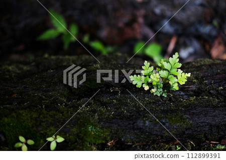 Blooming tiny green lichen,fungus or moss and fern grow on palm tree trunk in tropical rain forest 112899391