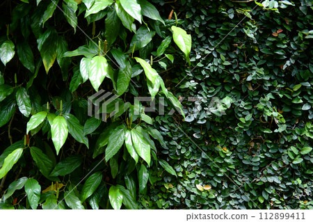 Fresh green plants creeper and Ivy cover on the wall background 112899411