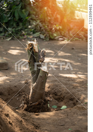 Deforestation of house garden theme 112899461