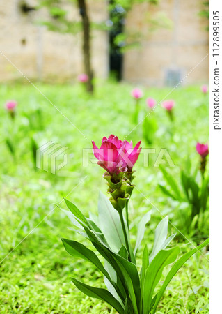 Blooming pink Siam Tulip flowers field in the grass of tropical garden 112899505