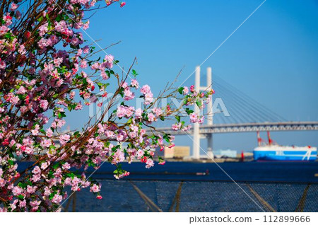 海灣大橋和櫻花 112899666