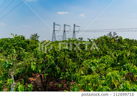 The coffee tree. 112899718