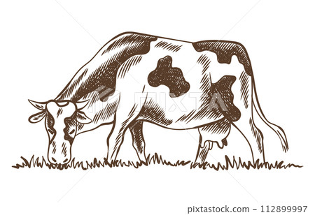 Cows chewing grass farm on grazing on meadow. Rural landscape, village vintage sketch. Hand drawn farm land vector illustration Cows chewing grass farm on grazing on meadow. Rural landscape, village vintage sketch. Hand drawn farm land vector illustration 112899997