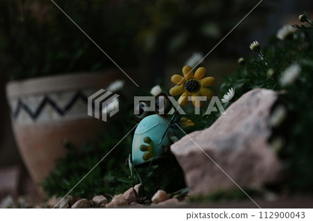 cactus blooming in the garden 112900043