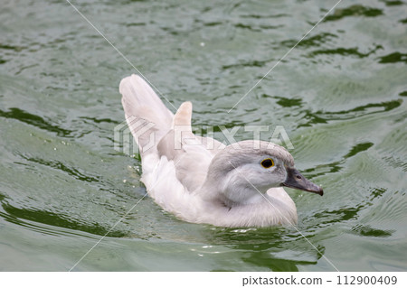the small white duck is swimming and rest at river the small white duck is swimming and rest at river 112900409