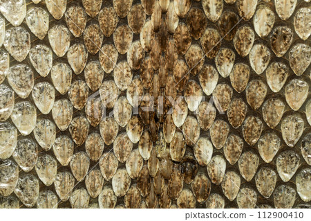 close up real viper snake skin for animal pattern close up real viper snake skin for animal pattern 112900410