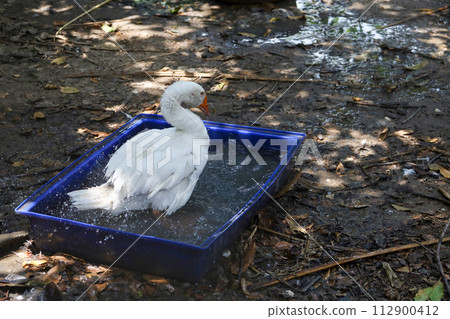 The white goose is rest in water pool at the nature garden 112900412