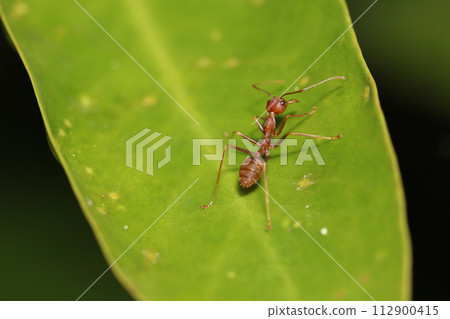 Close up red ant on green leaf in nature garden Close up red ant on green leaf in nature garden 112900415