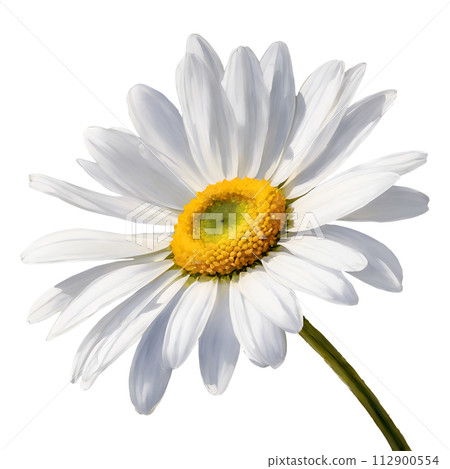 Watercolor and painting blooming white gerbera daisy flower isolated on white background 112900554