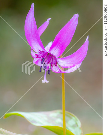 Close-up shot of Katakuri flower 112900608