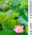 Ancient lotus flower 112900609