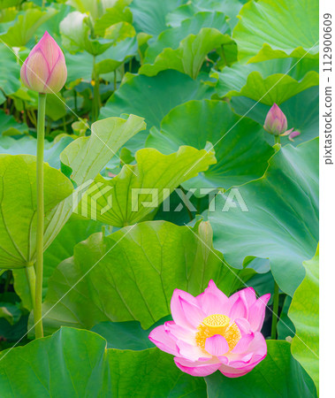 Ancient lotus flower 112900609