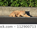 A sturdy brown tabby 112900713