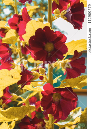 Sunlight enhances the rich colors of red flowers surrounded by leaves. Sunlight enhances the rich colors of red flowers surrounded by leaves. 112900779