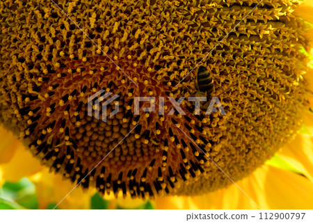 The intricate seed pattern of a sunflower is highlighted as a bee collects pollen. The intricate seed pattern of a sunflower is highlighted as a bee collects pollen. 112900797