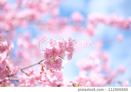 Kawazu cherry blossoms herald the arrival of spring 112900880