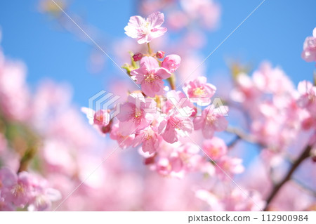 Kawazu cherry blossoms herald the arrival of spring 112900984