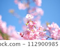 Kawazu cherry blossoms herald the arrival of spring 112900985
