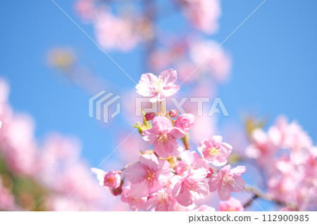 Kawazu cherry blossoms herald the arrival of spring Kawazu cherry blossoms herald the arrival of spring 112900985