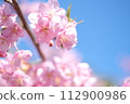 Kawazu cherry blossoms herald the arrival of spring 112900986