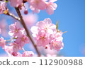 Kawazu cherry blossoms herald the arrival of spring 112900988