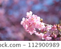 Kawazu cherry blossoms herald the arrival of spring 112900989