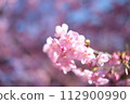 Kawazu cherry blossoms herald the arrival of spring 112900990