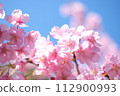 Kawazu cherry blossoms herald the arrival of spring 112900993