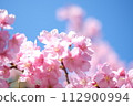 Kawazu cherry blossoms herald the arrival of spring 112900994