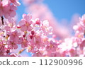 Kawazu cherry blossoms herald the arrival of spring 112900996
