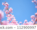 Kawazu cherry blossoms herald the arrival of spring 112900997