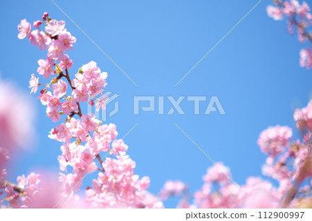 Kawazu cherry blossoms herald the arrival of spring Kawazu cherry blossoms herald the arrival of spring 112900997