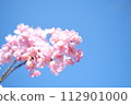 Kawazu cherry blossoms herald the arrival of spring 112901000