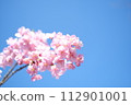 Kawazu cherry blossoms herald the arrival of spring 112901001