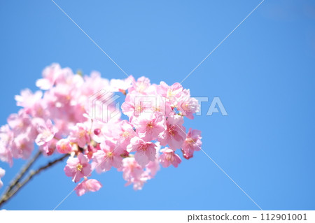 Kawazu cherry blossoms herald the arrival of spring Kawazu cherry blossoms herald the arrival of spring 112901001