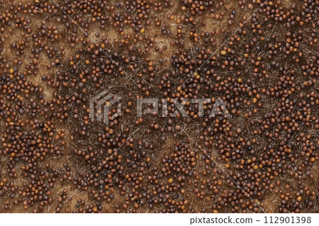 Broccoli seeds. Jute mat for seed germination. 112901398