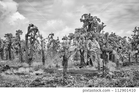 Black and white photo of Galapagos Island primeval landscape with Giant opuntia (Opuntia galapageia) on Santa Cruz Island, Galapagos National Park, Ecuador. 112901410