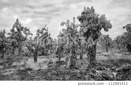 Black and white photo of Galapagos Island primeval landscape with Giant opuntia (Opuntia galapageia) on Santa Cruz Island, Galapagos National Park, Ecuador. 112901411