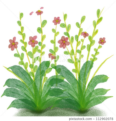 Pink and green plants  112902078