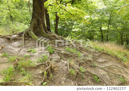 Mighty roots of an old tree in green forest in daytime. Beautiful intertwining roots of tree covered with grass in sunny wood 112902257