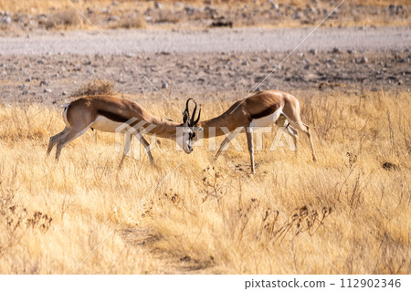 Two fighting impalas Two fighting impalas 112902346