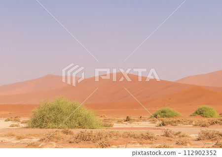 Desert landscape near Sossusvlei Desert landscape near Sossusvlei 112902352