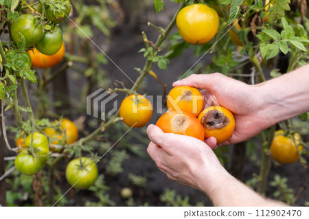 Brown spots on the yellow tomatoes in the farmer hands. Disease of tomatoes. 112902470