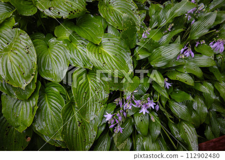 Insect damaged hosta leaves. Wet leaves of hosta plant after rain. Gardening concept. Insect damaged hosta leaves. Wet leaves of hosta plant after rain. Gardening concept. 112902480
