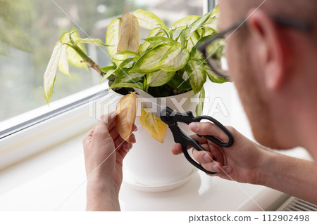 Man cutting with scissors yellow leaves of dieffenbachia plant. Diseases of the home plants. 112902498